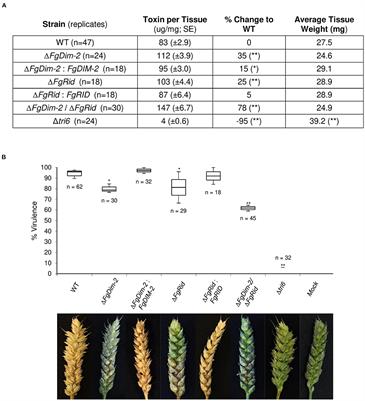 DNA Methylation Is Responsive to the Environment and Regulates the Expression of Biosynthetic Gene Clusters, Metabolite Production, and Virulence in Fusarium graminearum